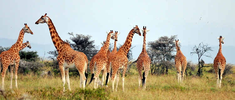 amazing-south-africa